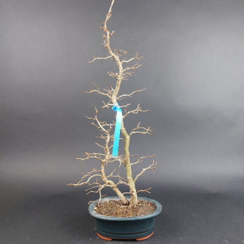 Preview: Bonsai - Hainbuche, Carpinus Laxiflora, Japan