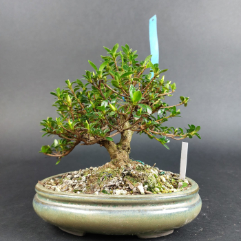 Preview: Bonsai - Jap. Satsuki Azalee, Shohin