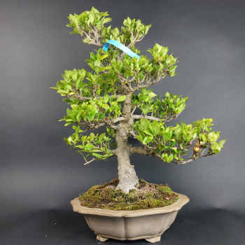 Bonsai - Gardenia jasminoides