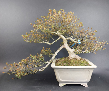Preview: Bonsai - Jap. Satsuki Azalee, Kinsai