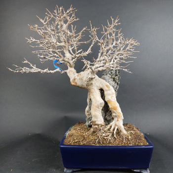 Preview: Bonsai - Dreispitzahorn, Acer Buergerianum Ishizuki Rock