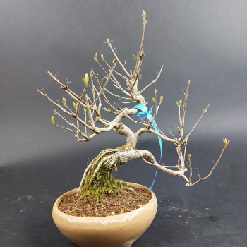 Preview: Bonsai - Schönfrucht, Callicarpa japonica