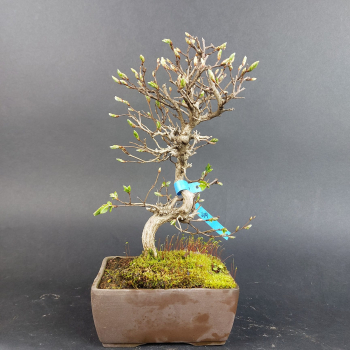 Bonsai - Carpinus Coreana, Japan