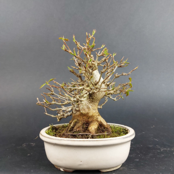 Preview: Bonsai - Dreispitzahorn, Acer Buergerianum Shohin