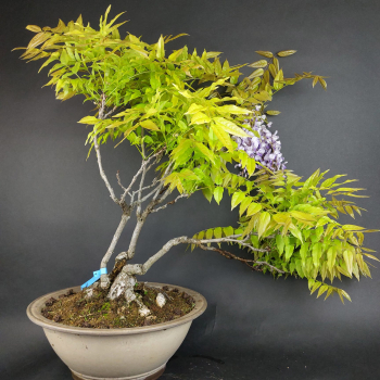 Preview: Bonsai - Wisteria Blauregen, Japan