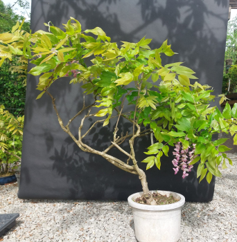 Bonsai - Wisteria Blauregen, Japan