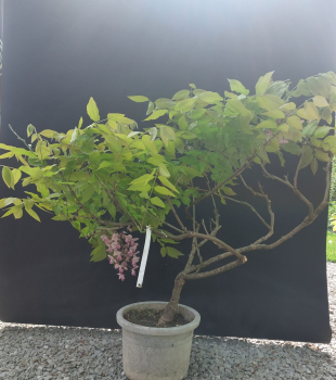 Preview: Bonsai - Wisteria Blauregen, Japan