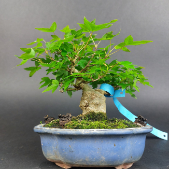Preview: Bonsai - Dreispitzahorn, Acer Buergerianum Shohin
