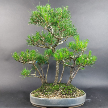 Bonsai - Schwarzkiefer, Pinus Thunbergii, Wald, 7 Pflanzen, Japan