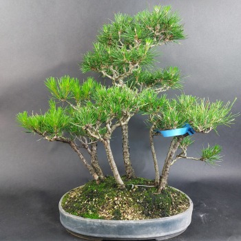 Preview: Bonsai - Schwarzkiefer, Pinus Thunbergii, Wald, 7 Pflanzen, Japan