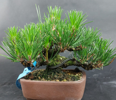 Preview: Bonsai - Pinus Thunbergii, Schwarzkiefer, Shohin, Japan