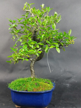 Bonsai - Feuerdorn, Pyracantha