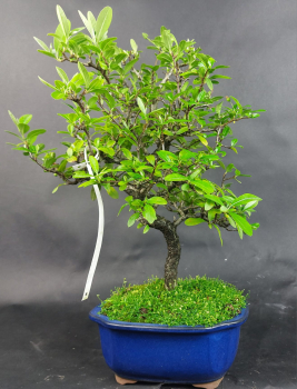 Preview: Bonsai - Feuerdorn, Pyracantha