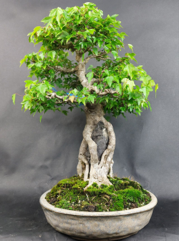 Bonsai - Dreispitzahorn, Acer Buergerianum Ishizuki, auf 2 Felsen