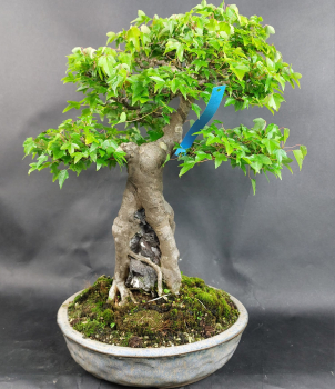 Preview: Bonsai - Dreispitzahorn, Acer Buergerianum Ishizuki, auf 2 Felsen