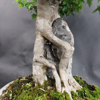 Preview: Bonsai - Dreispitzahorn, Acer Buergerianum Ishizuki, auf 2 Felsen