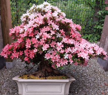 Bonsai - Jap. Satsuki Azalee, Shin Nikko