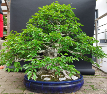 Preview: Bonsai - Hainbuche, Carpinus Laxiflora, Japan