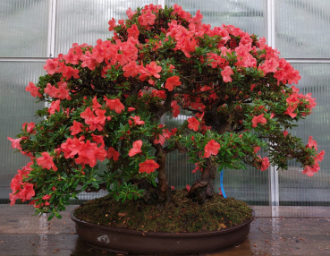 Preview: Bonsai - Jap. Satsuki Azalee, Hi-no-Tsukasa