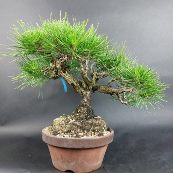 Preview: Bonsai - Pinus Thunbergii Corticosa, Schwarzkiefer, Japan