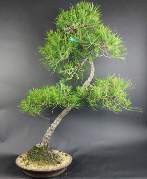 Bonsai - Pinus Thunbergii, Schwarzkiefer, Japan
