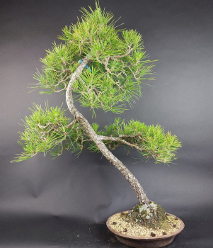 Preview: Bonsai - Pinus Thunbergii, Schwarzkiefer, Japan