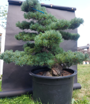 Gartenbonsai, Niwaki - Mädchenkiefer, Pinus Pentaphylla