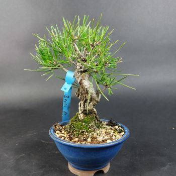 Bonsai - Pinus Thunbergii Corticosa, Schwarzkiefer, Shohin, Japan