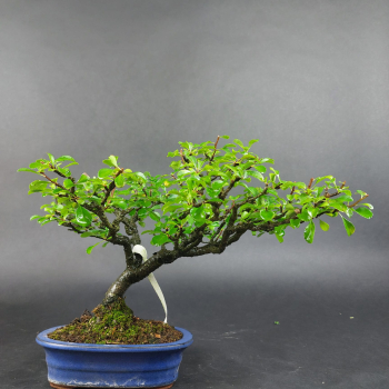 Bonsai - Zierquitte rot, Chaenomeles speciosa, Chojubai