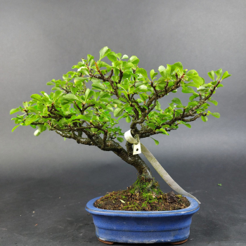 Preview: Bonsai - Zierquitte rot, Chaenomeles speciosa, Chojubai