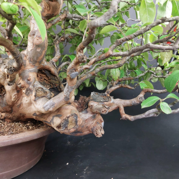 Preview: Bonsai - Quitte, Cydonia Sinensis