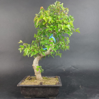 Bonsai - Dreispitzahorn, Acer Buergerianum