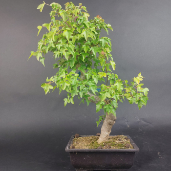Preview: Bonsai - Dreispitzahorn, Acer Buergerianum