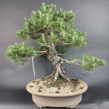 Preview: Bonsai - Pinus Thunbergii Kotobuki, Schwarzkiefer, Japan