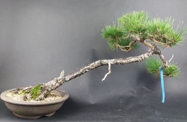 Preview: Bonsai - Pinus Thunbergii, Schwarzkiefer, Japan