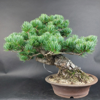 Preview: Bonsai - Mädchenkiefer, Pinus Pentaphylla, Japan