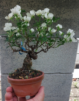 Bonsai - Jap. Rose, Rosa Komachi Shohin
