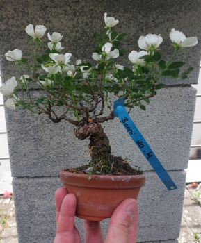 Preview: Bonsai - Jap. Rose, Rosa Komachi Shohin