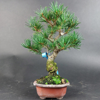 Bonsai - Mädchenkiefer, Pinus Pentaphylla, Kokonoe, Shohin, Japan