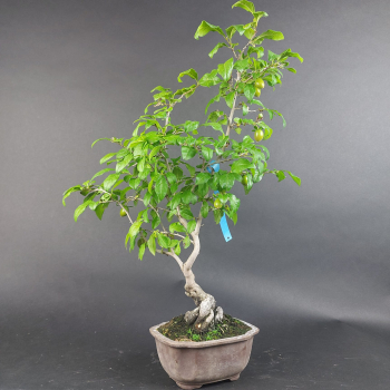 Bonsai - Diospyros Kaki, Weiblich
