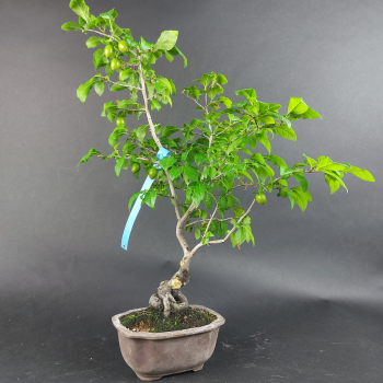 Preview: Bonsai - Diospyros Kaki, Weiblich