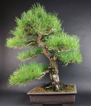 Bonsai - Pinus Thunbergii, Schwarzkiefer, Japan