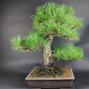Preview: Bonsai - Pinus Thunbergii, Schwarzkiefer, Japan