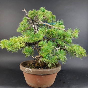 Preview: Bonsai - Mädchenkiefer, Pinus Pentaphylla, Japan