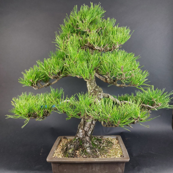Preview: Bonsai - Schwarzkiefer, Pinus Thunbergii, Japan