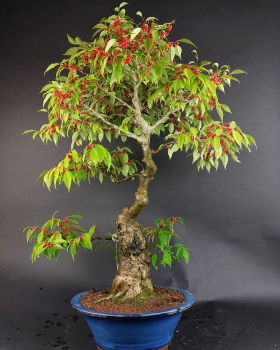 Bonsai - Ilex Serrata, Jap. Winterbeere, weiblich