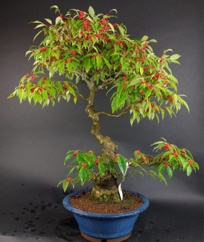 Preview: Bonsai - Ilex Serrata, Jap. Winterbeere, weiblich