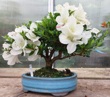 Bonsai - Jap. Satsuki Azalee, Akemi-no-Tsuki, Shohin