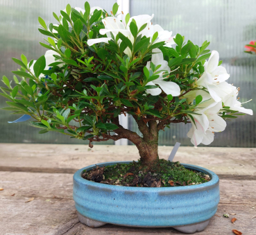 Preview: Bonsai - Jap. Satsuki Azalee, Akemi-no-Tsuki, Shohin