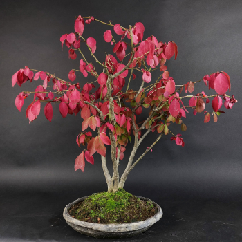Bonsai - Euonymus alatus, Spindelstrauch